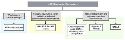 Immunotherapy, targeted therapy, and their cross talks in hepatocellular carcinoma